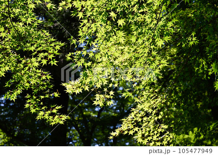 大瀧神社 105477949