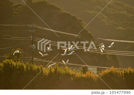 千葉県東庄の白鳥 105477990