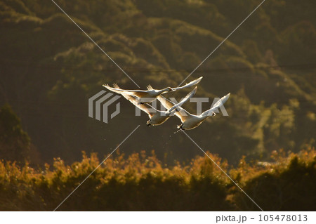 千葉県東庄の白鳥 千葉県東庄の白鳥 105478013