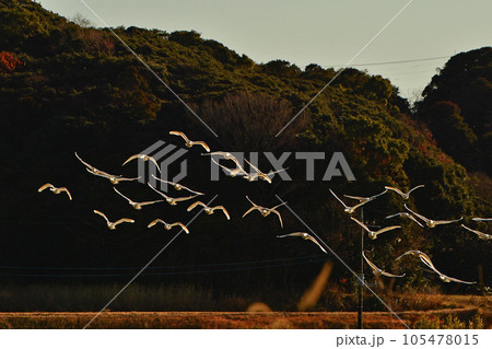 千葉県東庄の白鳥 千葉県東庄の白鳥 105478015