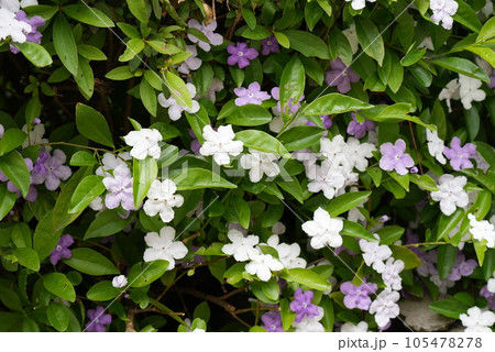 満開のニオイバンマツリの花 満開のニオイバンマツリの花 105478278