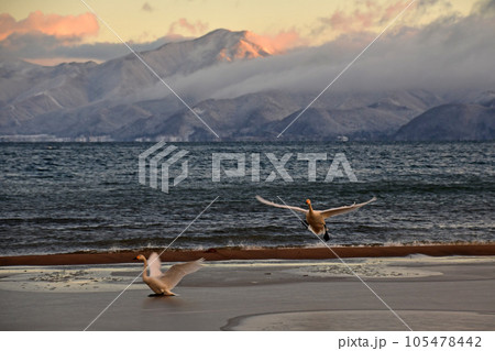 猪苗代の白鳥 猪苗代の白鳥 105478442