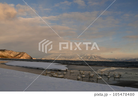 猪苗代の白鳥 猪苗代の白鳥 105478480