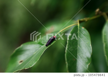 ホタルのいる初夏 105478641