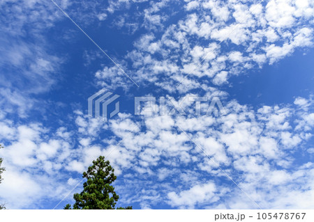 青空の天空に浮く雲の造形【巻積雲】と樹 105478767