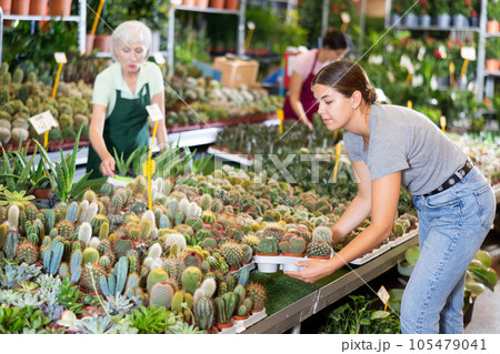 Woman choosing potted plants - different small prickly cactus for her home apartment in greenhouse or flower store Woman choosing potted plants - different small prickly cactus for her home apartment in greenhouse or flower store 105479041