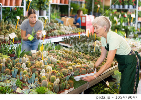 Smiling aged saleswoman arranging potted cacti in flower shop 105479047