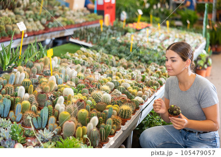 Young woman looking for potted cacti at flower market Young woman looking for potted cacti at flower market 105479057