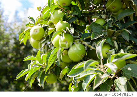 Ripe apples on tree branches 105479117