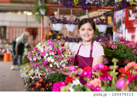 Female gardener arranging potted Petunia flowers for market and wearing greenhouse uniform 105479313