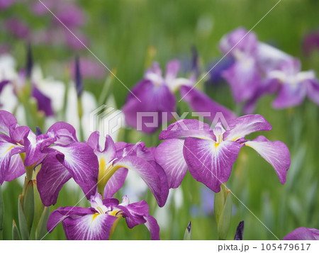 ハナショウブ 105479617