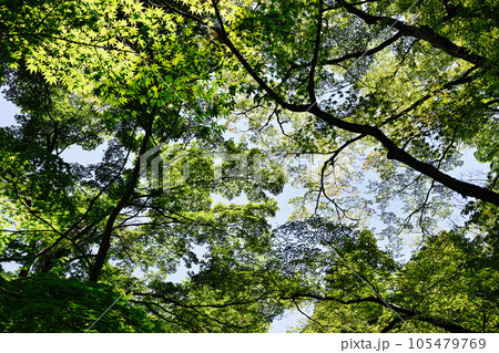 金剛輪寺 金剛輪寺 105479769