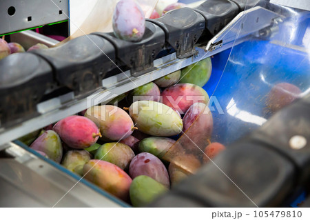 Mango on conveyor belt of sorting line Mango on conveyor belt of sorting line 105479810