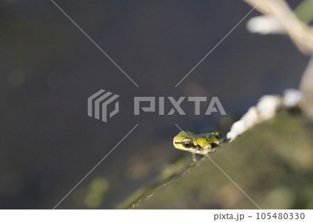 田んぼの畔から顔を出したカエルになりたての小さいアマガエル 105480330