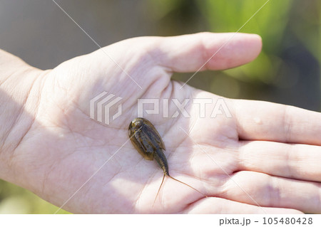 手のひらに乗せたカブトエビ 手のひらに乗せたカブトエビ 105480428