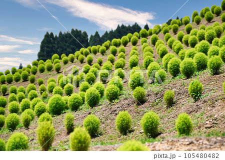 コキアパーク 105480482