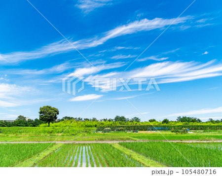 田植え後の水田と高月ツリーの美しい景色 東京・多摩八王子の原風景 田植え後の水田と高月ツリーの美しい景色 東京・多摩八王子の原風景 105480716