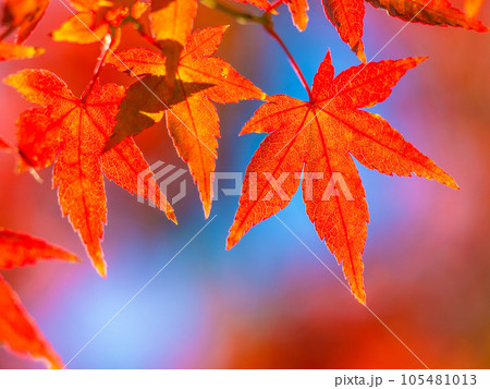 鮮やかな紅葉 105481013