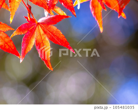 鮮やかな紅葉 105481035