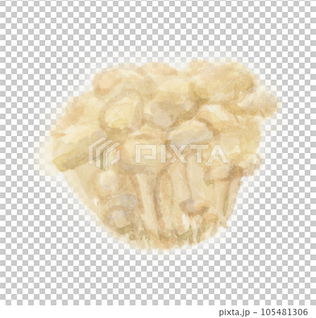 白姬菇水彩畫 白姬菇水彩畫 105481306