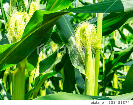 美味しそうな夏野菜　夏空の畑に実ったトウモロコシ 105481874