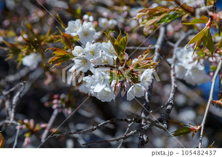 比叡山延暦寺と琵琶湖の景色　境内の桜(アップ) 105482437