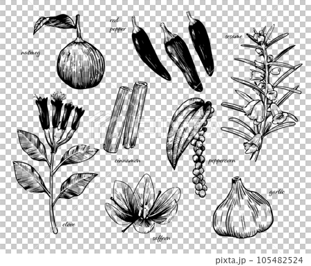 各種香料的線描圖 105482524