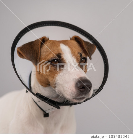 Jack Russell Terrier dog in plastic cone after surgery. Jack Russell Terrier dog in plastic cone after surgery. 105483343