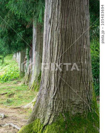 Trunks of gigantic trees. In the botanical garden. Old alley. Trunks of gigantic trees. In the botanical garden. Old alley. 105483694