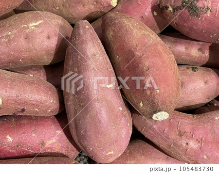収穫したてのさつま芋 105483730