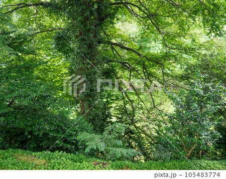 In the botanical garden. Collection of different plants in one place. In a dense forest. Greenery of the botanical garden. 105483774