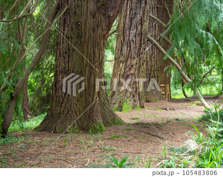 Trunks of gigantic trees. In the botanical garden. Old alley. Trunks of gigantic trees. In the botanical garden. Old alley. 105483806
