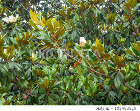 Magnolia leaves. Tree before flowering. The tree is blooming. Dense magnolia vegetation. Magnolia leaves. Tree before flowering. The tree is blooming. Dense magnolia vegetation. 105483819