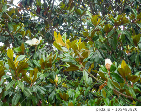 Magnolia leaves. Tree before flowering. The tree is blooming. Dense magnolia vegetation. Magnolia leaves. Tree before flowering. The tree is blooming. Dense magnolia vegetation. 105483820