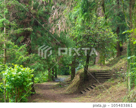 In the botanical garden. Collection of different plants in one place. In a dense forest. Greenery of the botanical garden. Old stairs in the forest In the botanical garden. Collection of different plants in one place. In a dense forest. Greenery of the botanical garden. Old stairs in the forest 105483861