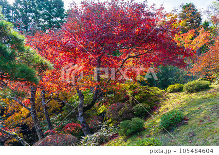 日本屈指の観光地 箱根の秋 紅葉の箱根美術館 神仙郷 日本屈指の観光地 箱根の秋 紅葉の箱根美術館 神仙郷 105484604