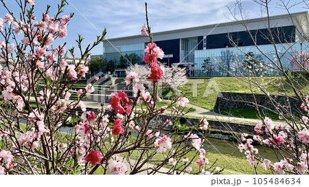 花桃と岡崎市図書館交流プラザ( Libra・りぶら)〈伊賀川右岸/愛知県岡崎市〉 花桃と岡崎市図書館交流プラザ( Libra・りぶら)〈伊賀川右岸/愛知県岡崎市〉 105484634