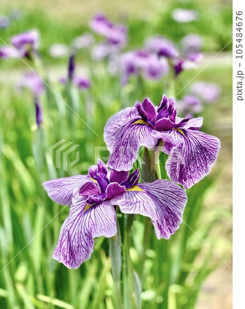 満開の花菖蒲〈東公園(花菖蒲園)/愛知県岡崎市〉 105484676