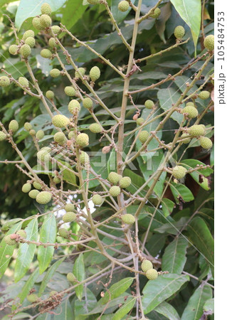 Longan fruit on tree in farm Longan fruit on tree in farm 105484753