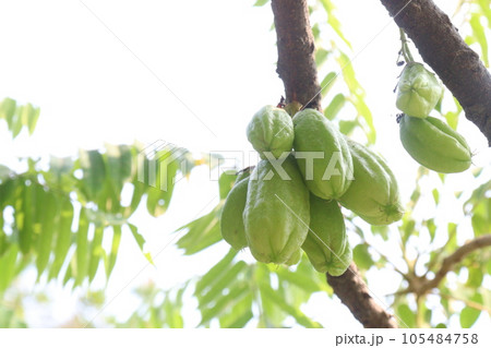 Averrhoa bilimbi on tree for harvest 105484758