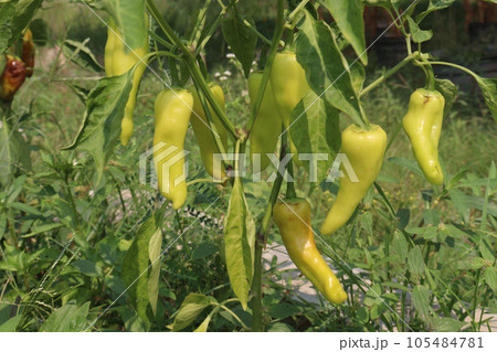 banana pepper on tree in farm for harvest banana pepper on tree in farm for harvest 105484781