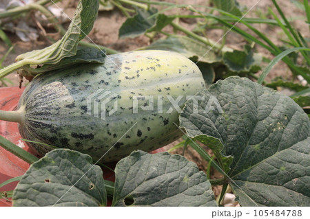 Cucumis melo fruit on farm 105484788