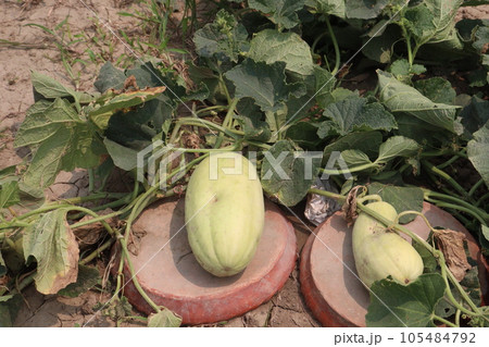 Cucumis melo fruit on farm 105484792