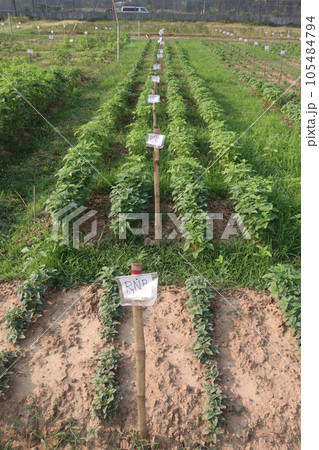 Sesamum tree plant on farm 105484794