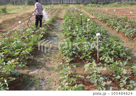 okra or lady's fingers farm okra or lady's fingers farm 105484824