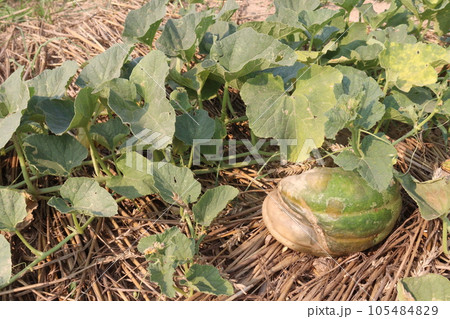 Cucumis melo fruit on farm 105484829