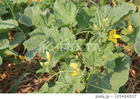Cucumis melo fruit on farm 105484837