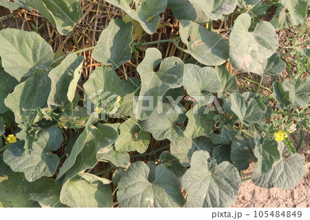 Cucumis melo fruit on farm 105484849