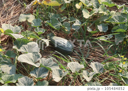 Cucumis melo fruit on farm Cucumis melo fruit on farm 105484852
