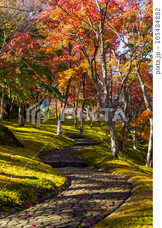 日本屈指の観光地 箱根の秋 紅葉の箱根美術館 神仙郷 日本屈指の観光地 箱根の秋 紅葉の箱根美術館 神仙郷 105484882
